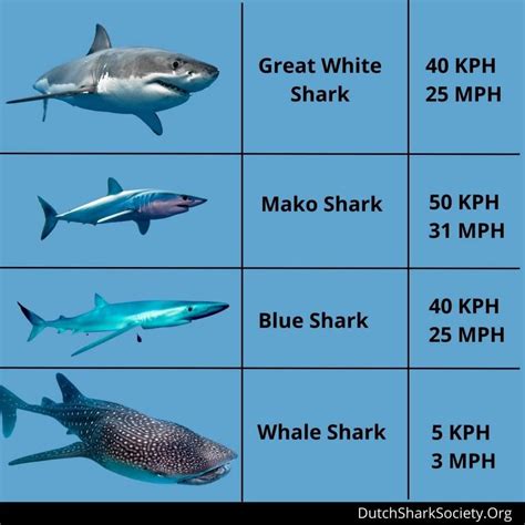 how are great white sharks similar to hammerhead sharks